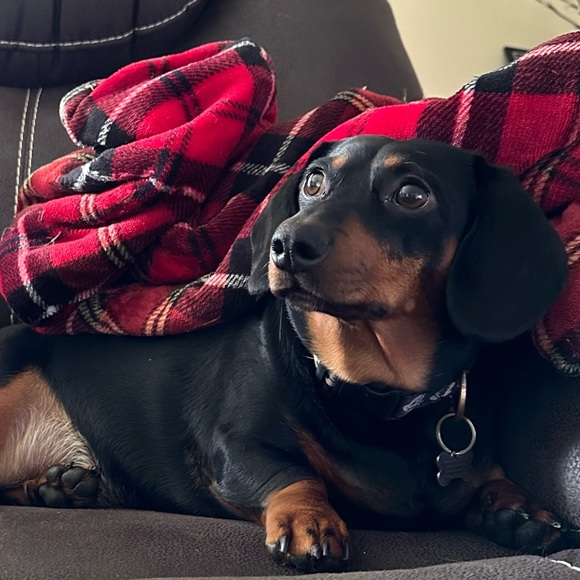 Meet your Posher, Amy - Picture 2 of 5